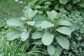 Green Indian pokeweed Phytolacca acinosa plant in garden