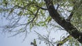 Green Indian Ringed Parrots Psittacula krameri perched on the branches Royalty Free Stock Photo