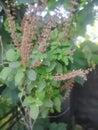 Green Indian tulsi plant image