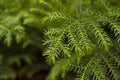 Green indoor living plants for the new year.