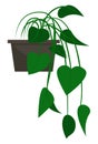 Green Indoor Plant, Vegetation in Pot, Houseplant