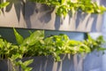 Green indoor plant wall arranged in loft cafe interior structure Royalty Free Stock Photo