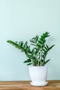 Green indoor plant Zamioculcas zamiifolia in a White flower pot. Juicy, green branches of Zamioculcas zamiifolia in a Royalty Free Stock Photo