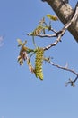 Juglans regia in bloom Royalty Free Stock Photo