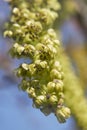 Juglans regia in bloom Royalty Free Stock Photo