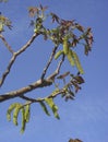 Juglans regia tree in bloom Royalty Free Stock Photo