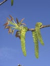 Juglans regia tree in bloom Royalty Free Stock Photo