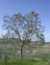 Juglans regia tree in bloom Royalty Free Stock Photo