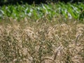 Green inflorescence of the oat latin name: Avena sativa Royalty Free Stock Photo