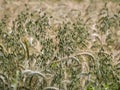 Green inflorescence of the oat latin name: Avena sativa Royalty Free Stock Photo