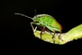 Green insect