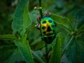 green insect animal invertebrate leaf flower nature wildlife plant arthropod beetle produce food yellow