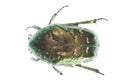 Green insect beetle Royalty Free Stock Photo