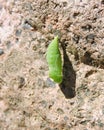 Green insect cocoon