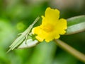 Green insect on a flower leaf by macro shot Royalty Free Stock Photo