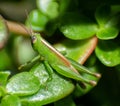 Green insect on a flower leaf by macro shot Royalty Free Stock Photo