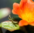 Green insect on a flower leaf by macro shot Royalty Free Stock Photo