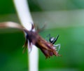 Green insect on a flower leaf by macro shot Royalty Free Stock Photo