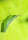 Green insect on a flower leaf by macro shot Royalty Free Stock Photo