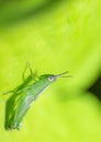 Green insect on a flower leaf by macro shot Royalty Free Stock Photo