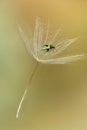 Green insect flying away aboard of a dandelion seed Royalty Free Stock Photo