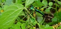 Green insect, jewel beetles or metallic wood-boring beetles on green branch or leaf and flying Royalty Free Stock Photo