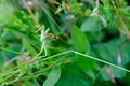 green insect from order Orthoptera, grasshopper, Caelifera, filly sits among thick grass, mimicry in natural environment, concept Royalty Free Stock Photo