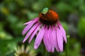 Green insect on a purple flower Royalty Free Stock Photo