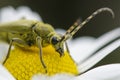 Green Insect weevil sitting on camomile flower