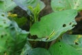 Closeup photo of green insects on green leaves