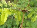 Green insects mate on leaves