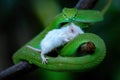 Green insularis viper with prey Royalty Free Stock Photo