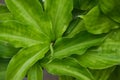 Green Insulin plant for Diabetes, a natural cure for diabetes (Chamaecostus cuspidatus), medicinal plants