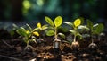 Green Investment Growth - Plants in Bulbs, Rising Money Concept