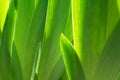 Green iris leaves Royalty Free Stock Photo