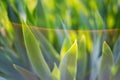 Green iris leaves in garden for abstract spring background Royalty Free Stock Photo