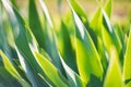 Green iris leaves in garden for abstract spring background Royalty Free Stock Photo