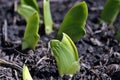 Green iris pointed flat wedge shaped leaves close up, ground background