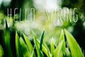 Green iris Wild leaves flower field in bloom..Amaryllis minuta, meadow, flower garden..Bright iris flowers on a background of