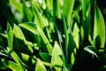 Green iris Wild leaves flower field in bloom ..Amaryllis minuta, meadow, flower garden..Bright iris flowers on a background of the Royalty Free Stock Photo