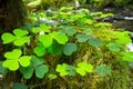 Green Irish clover leafs