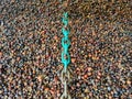 The green iron chain is in a pile of kernal seeds