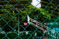 The green iron mesh fence of the outdoor basketball court Royalty Free Stock Photo