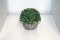 A green isolated artificial bush with a grey vase