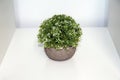 A green isolated artificial plant with flowers and a grey vase Royalty Free Stock Photo