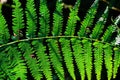 Green isolated fern frond detail Royalty Free Stock Photo