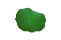 Green isolated lotus leaf