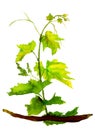 Green isolated sapling of grape