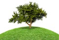 Green isolated tree