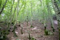 Green Italian forest with trees in the mountains